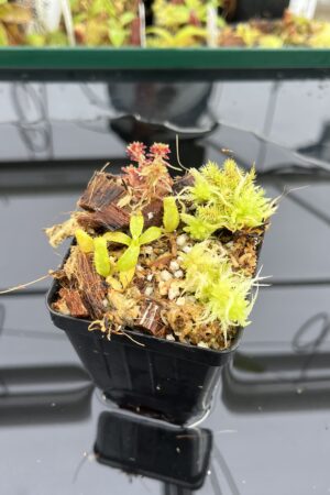 Close Up of Nepenthes mollis x (lowii x zakriana) | Mike Kevin Smith | MKS-444 | H23443