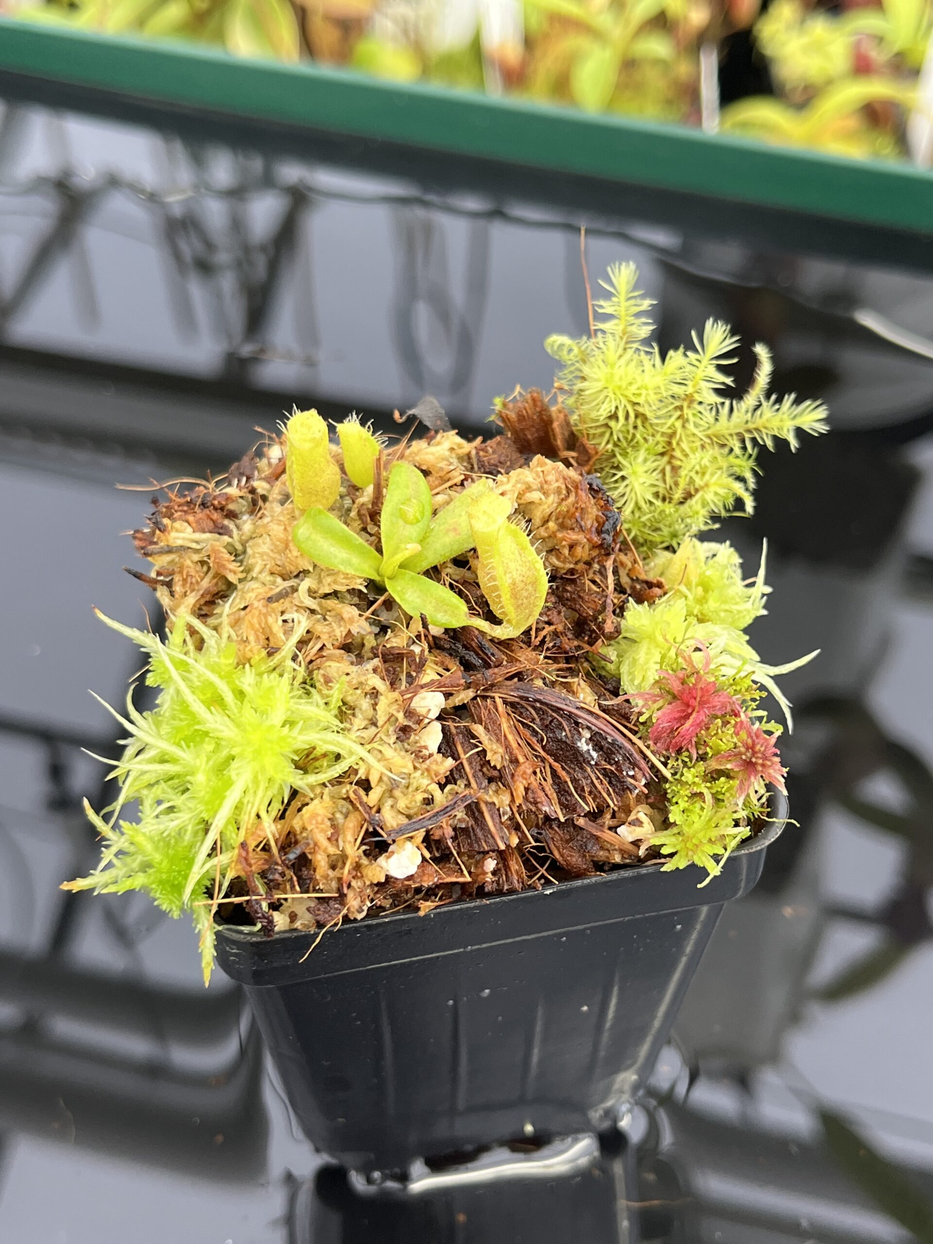 Nepenthes (mollis x veitchii) x edwardsiana | Jeremiah Harris | JH-471 | H23590