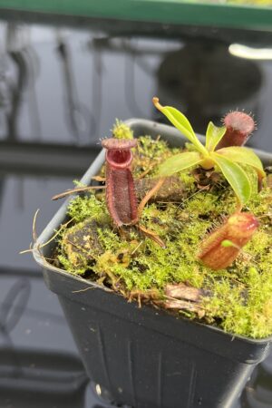 Close Up of Nepenthes muluensis x lowii | Borneo Exotics | BE-3128 | H23698