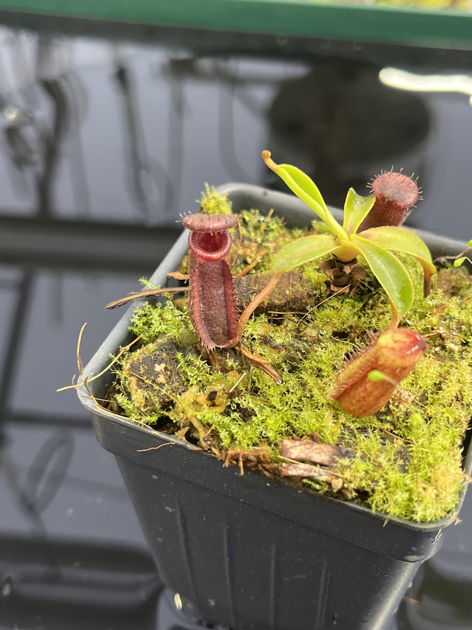 Close Up of Nepenthes muluensis x lowii | Borneo Exotics | BE-3128 | H23698