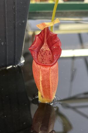 Close Up of Nepenthes ovata | Borneo Exotics | BE-3919 | H23496