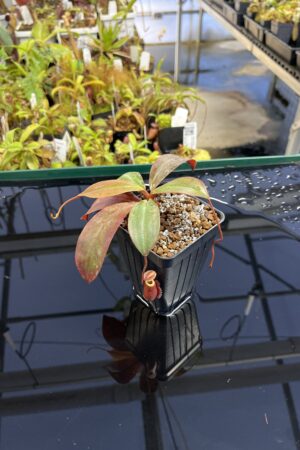 Close Up of Nepenthes palawanensis | Borneo Exotics | BE-3651 | IN23400
