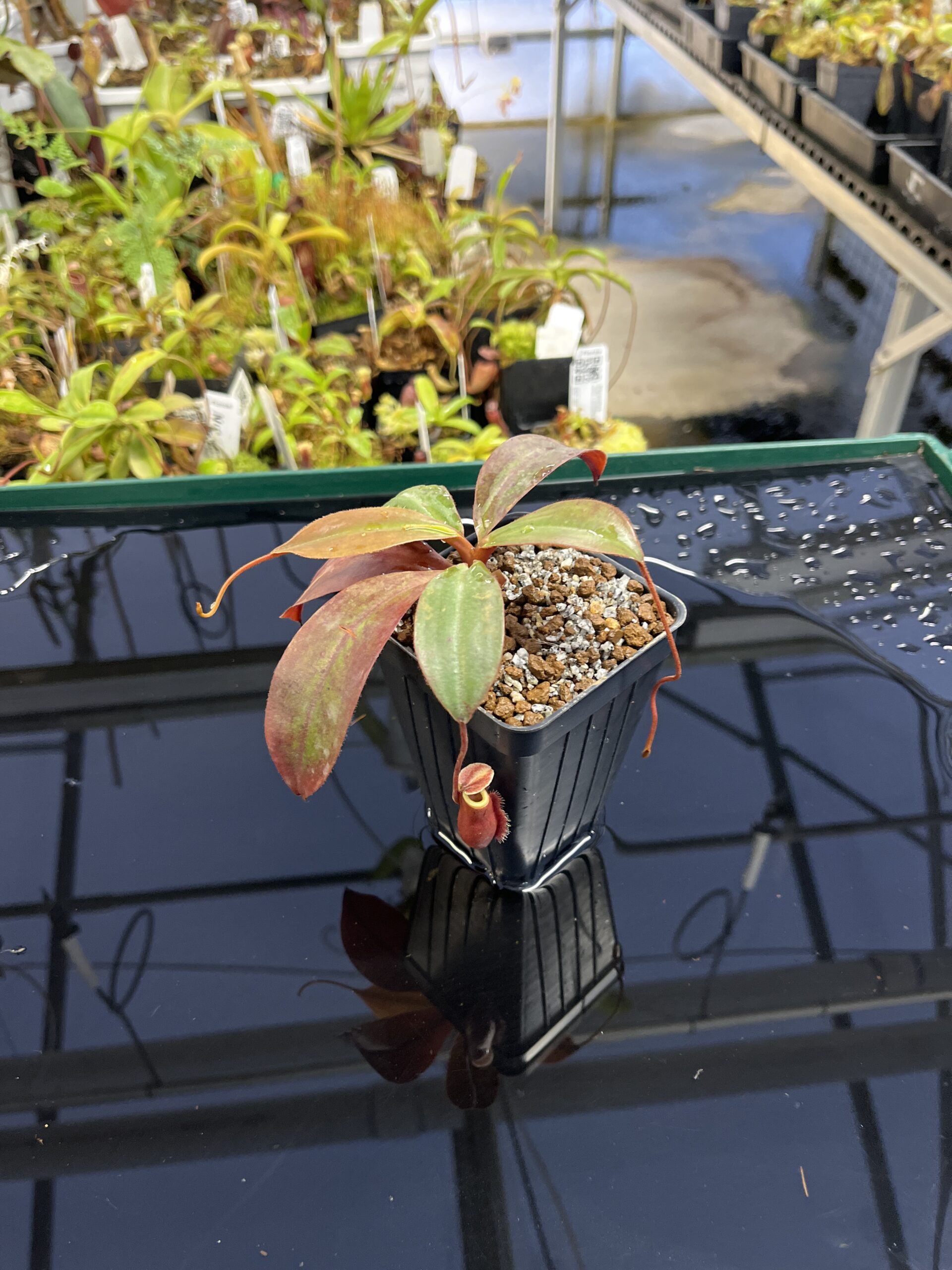 Close Up of Nepenthes palawanensis | Borneo Exotics | BE-3651 | IN23400