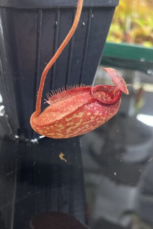 Close Up of Nepenthes peltata x aristolochioides | Borneo Exotics | BE-4633 | IN23635