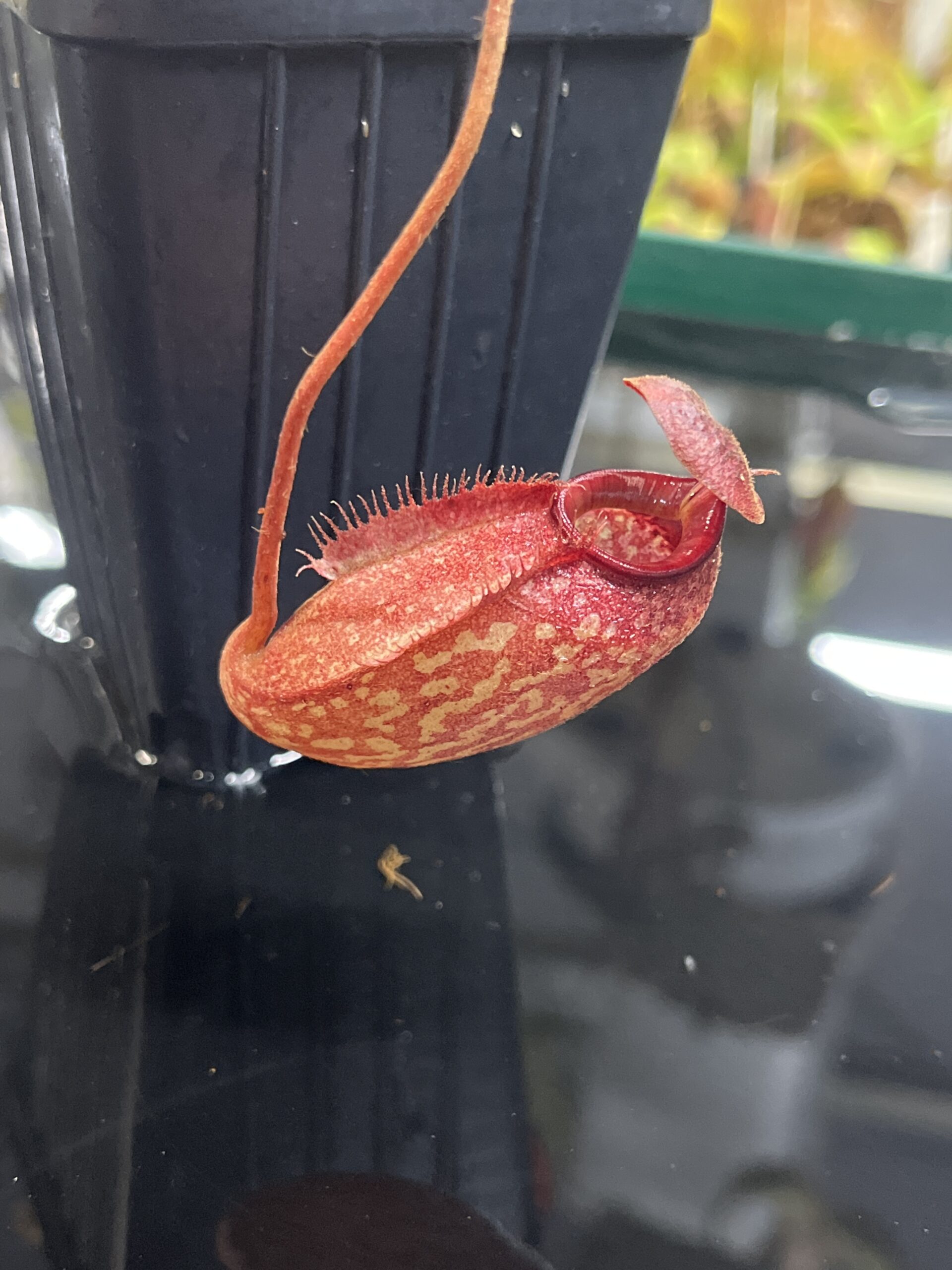 Close Up of Nepenthes peltata x aristolochioides | Borneo Exotics | BE-4633 | IN23635