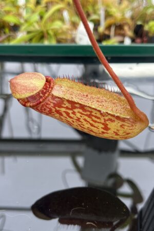 Close Up of Nepenthes peltata x ephippiata | Borneo Exotics | BE-4654 | IN23262