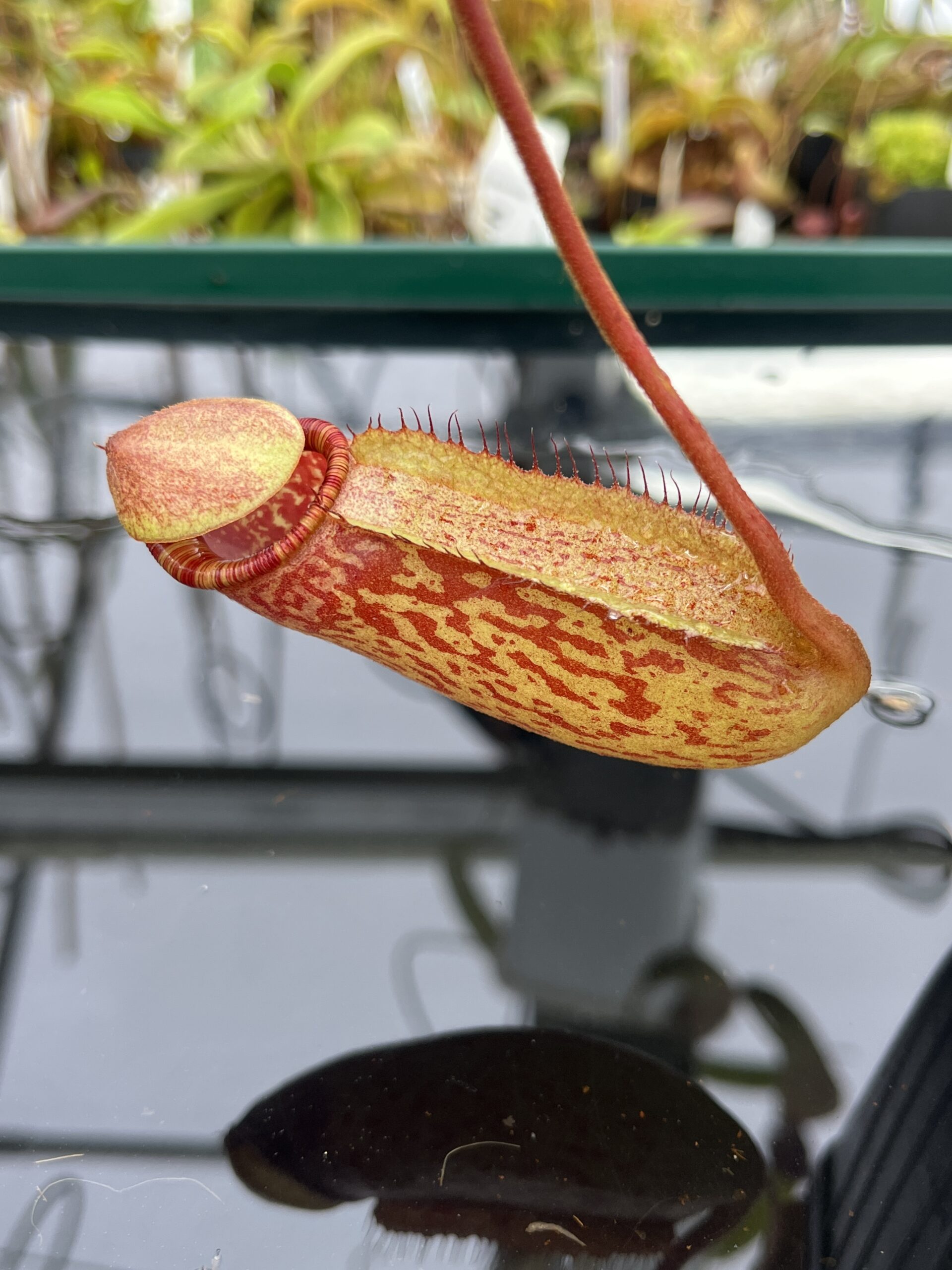 Close Up of Nepenthes peltata x ephippiata | Borneo Exotics | BE-4654 | IN23262