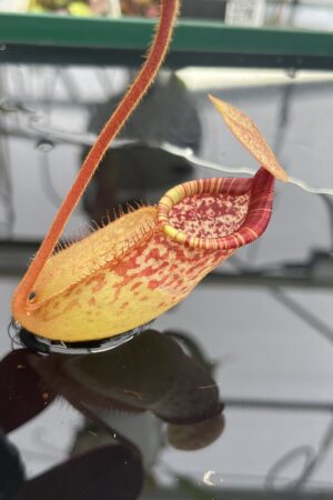 Close Up of Nepenthes peltata x ephippiata | Borneo Exotics | BE-4654 | IN23360