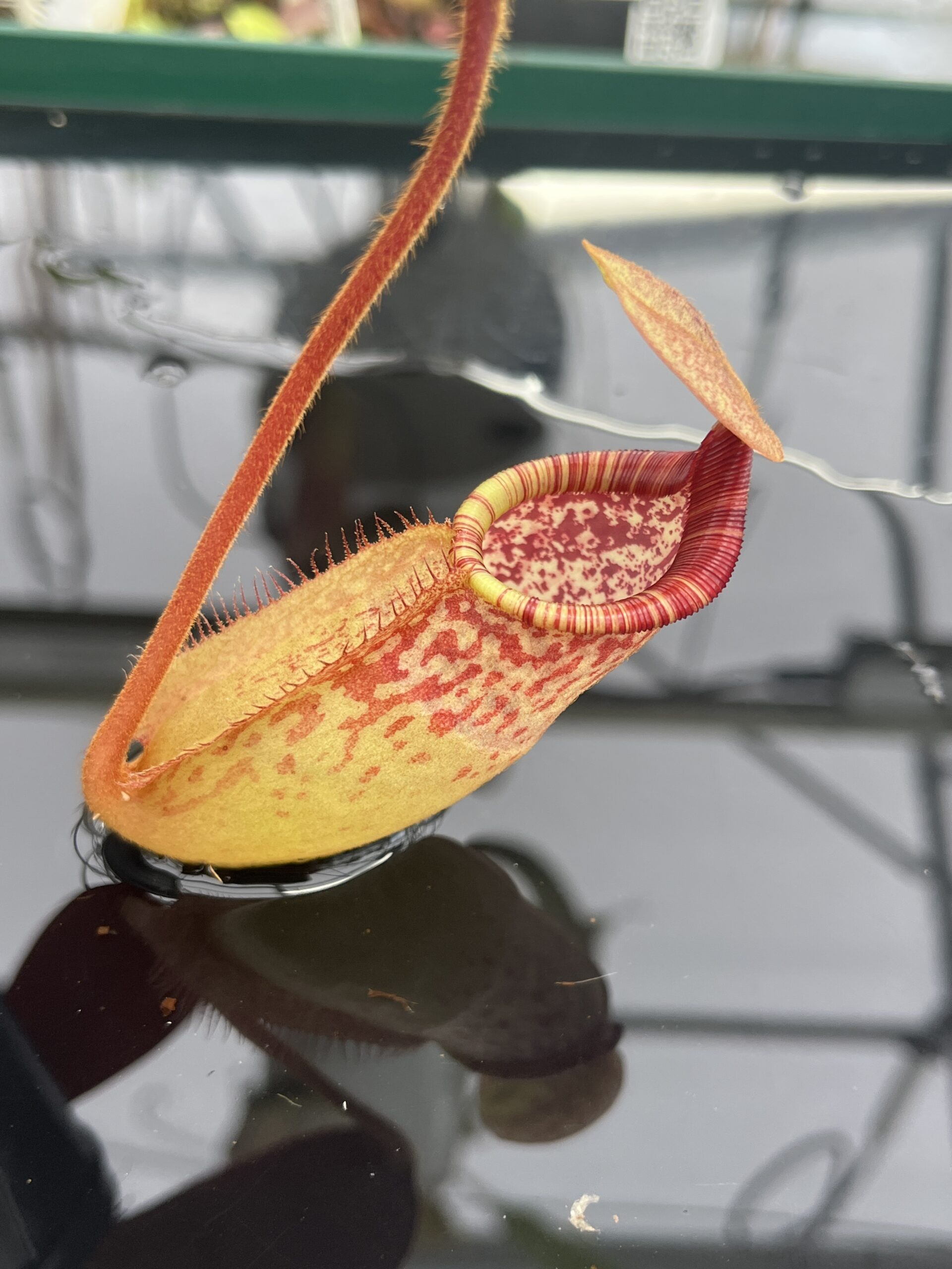 Close Up of Nepenthes peltata x ephippiata | Borneo Exotics | BE-4654 | IN23360