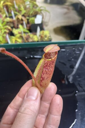 Close Up of Nepenthes peltata x ephippiata | Borneo Exotics | BE-4654 | IN23636