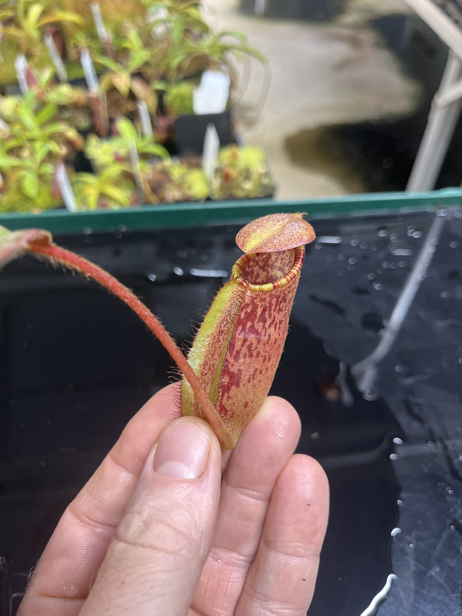 Close Up of Nepenthes peltata x ephippiata | Borneo Exotics | BE-4654 | IN23636