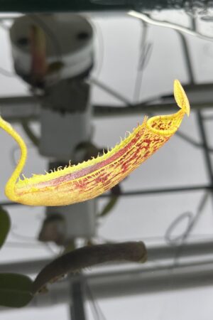 Close Up of Nepenthes platychila | Borneo Exotics | BE-4065 | H23433