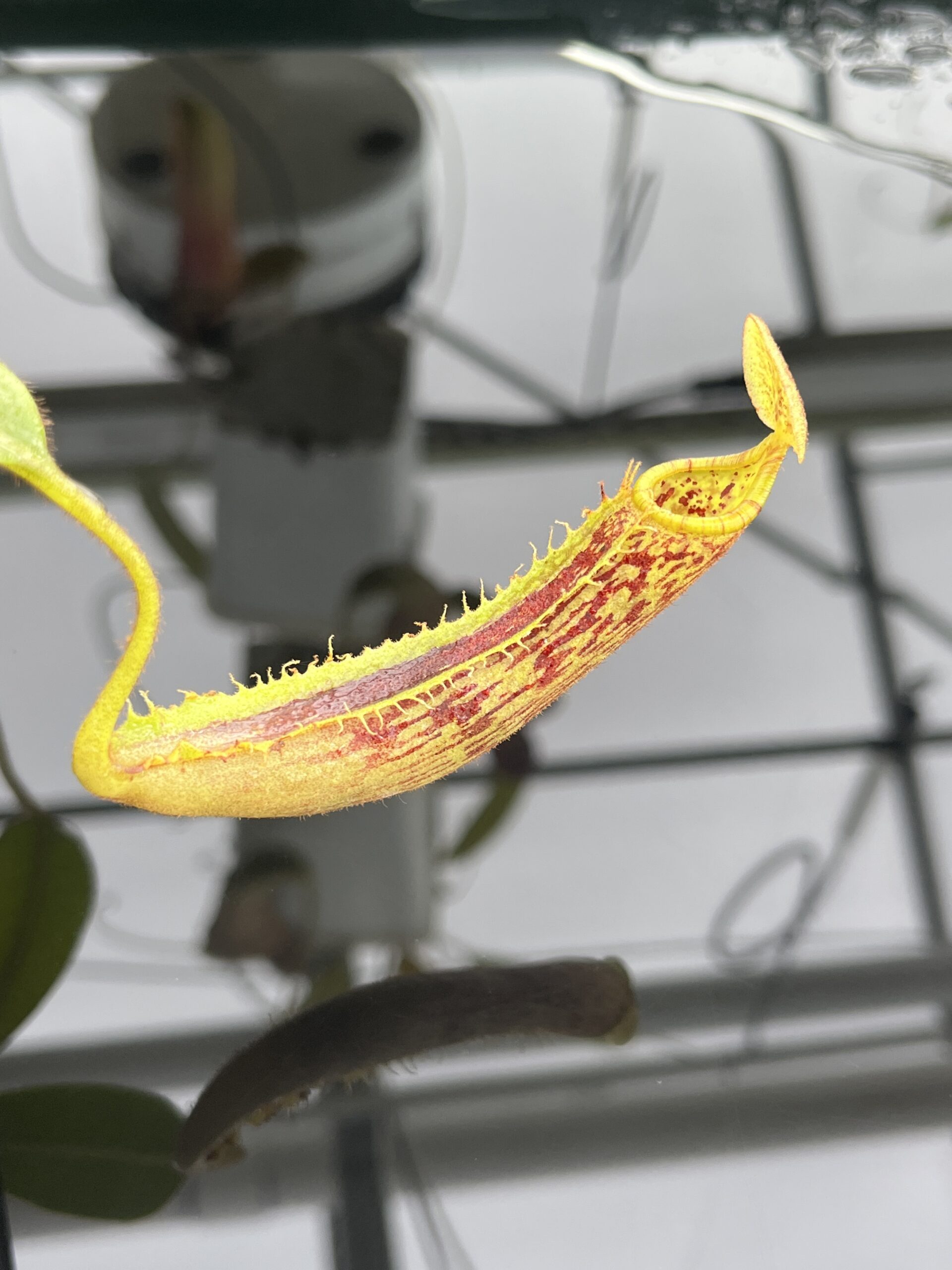 Close Up of Nepenthes platychila | Borneo Exotics | BE-4065 | H23433