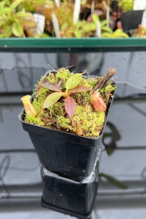 Close Up of Nepenthes rajah x attenboroughii | Borneo Exotics | BE-4641 | H23340