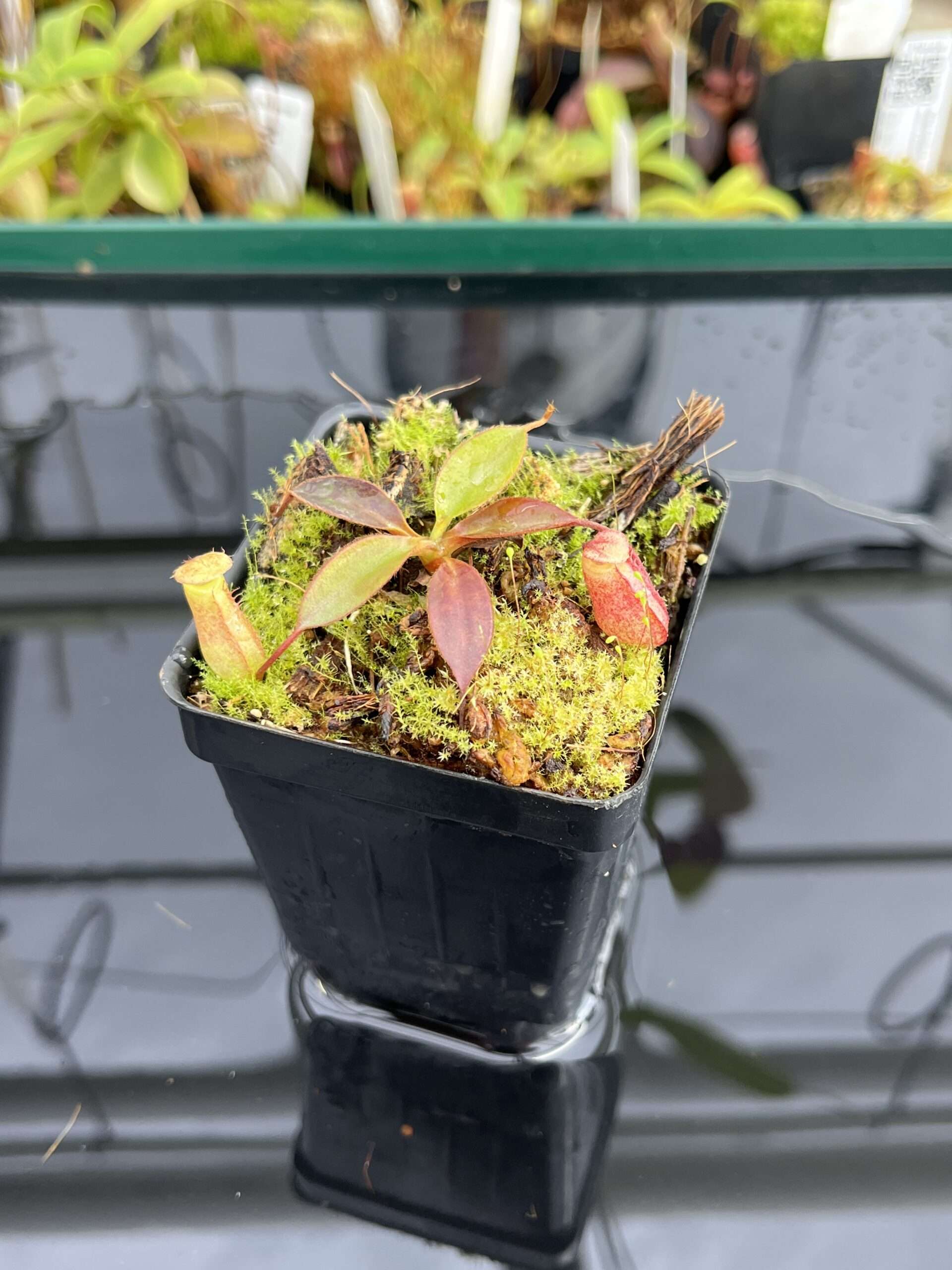 Close Up of Nepenthes rajah x attenboroughii | Borneo Exotics | BE-4641 | H23340