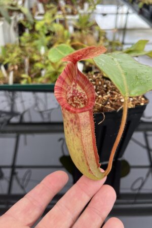 Close Up of Nepenthes rajah x (chaniana x veitchii) | Borneo Exotics | BE-4666 | IN23256