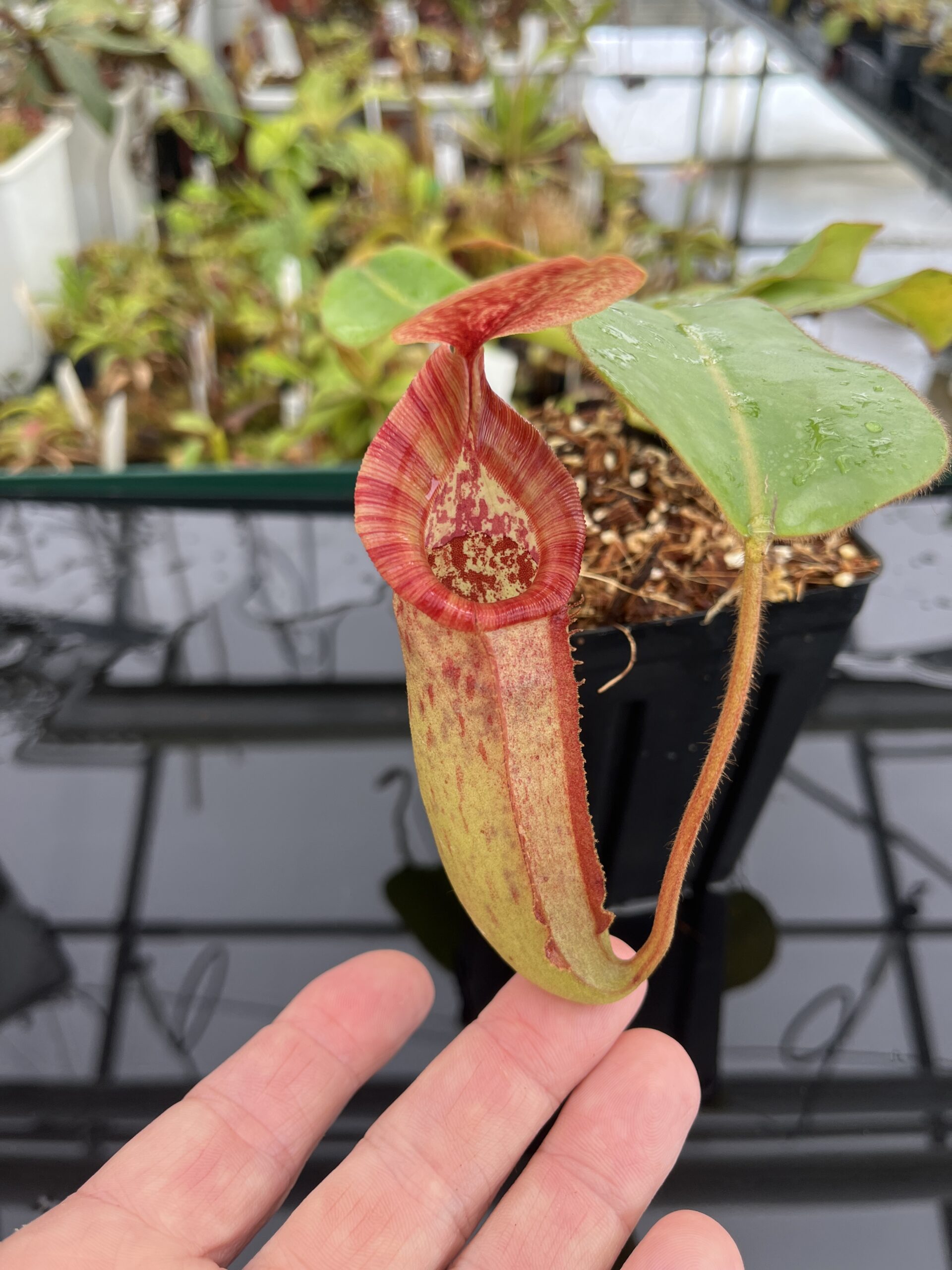 Close Up of Nepenthes rajah x (chaniana x veitchii) | Borneo Exotics | BE-4666 | IN23256
