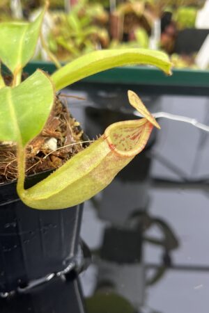 Close Up of Nepenthes rajah x (chaniana x veitchii) | Borneo Exotics | BE-4666 | IN23488