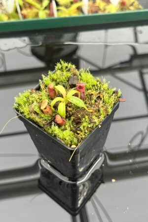 Close Up of Nepenthes rajah x edwardsiana | JH | Florae | Clone 2 | Jeremiah Harris | JH-96.02 | H23522