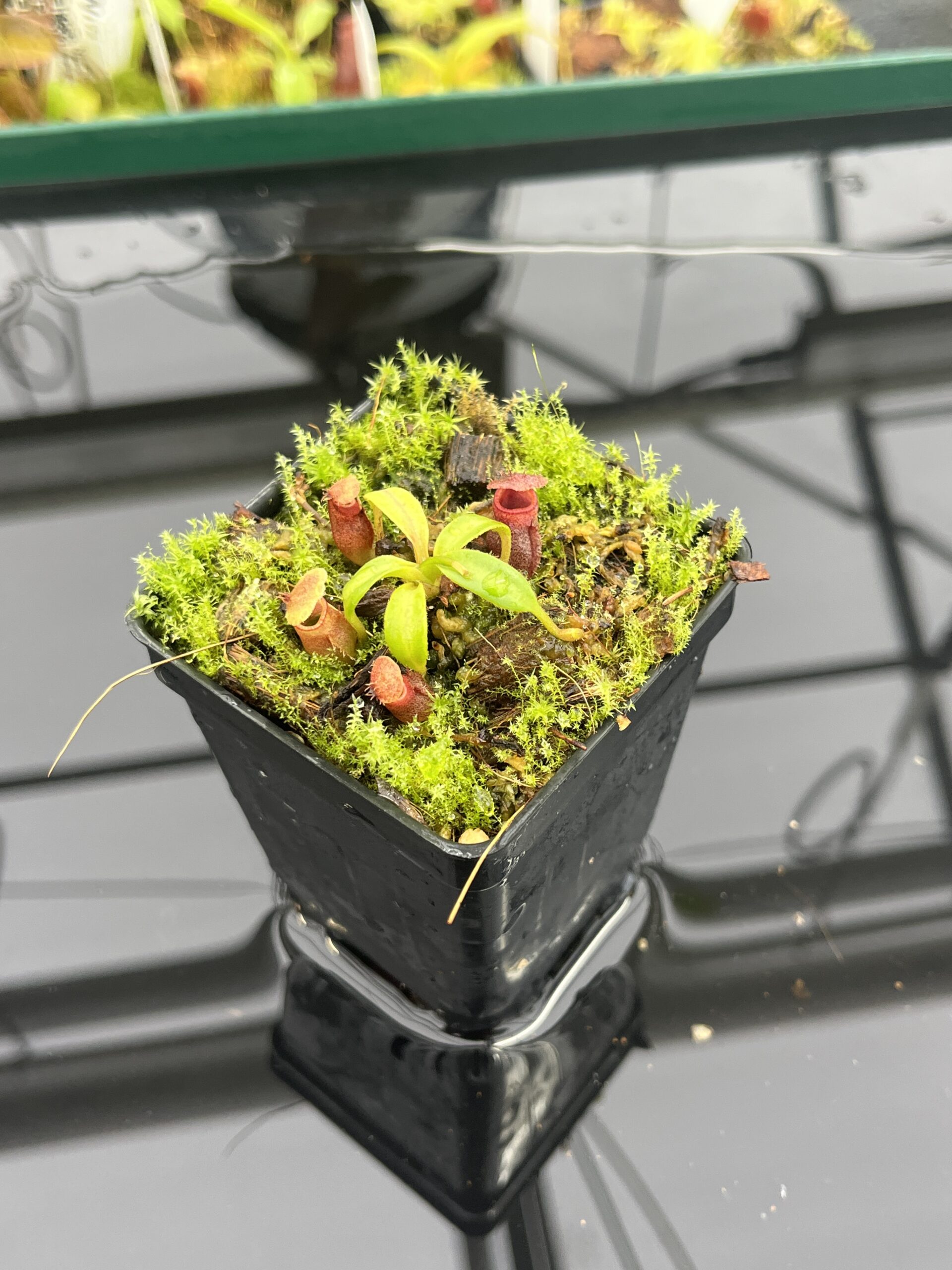 Close Up of Nepenthes rajah x edwardsiana | JH | Florae | Clone 2 | Jeremiah Harris | JH-96.02 | H23522