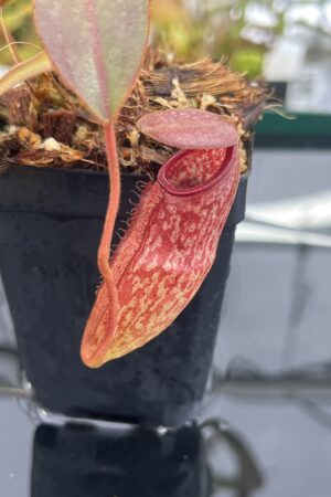 Close Up of Nepenthes rajah x klossii | Borneo Exotics | BE-4071 | H23312