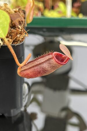 Close Up of Nepenthes rajah x lowii | Borneo Exotics | BE-4529 | H23684