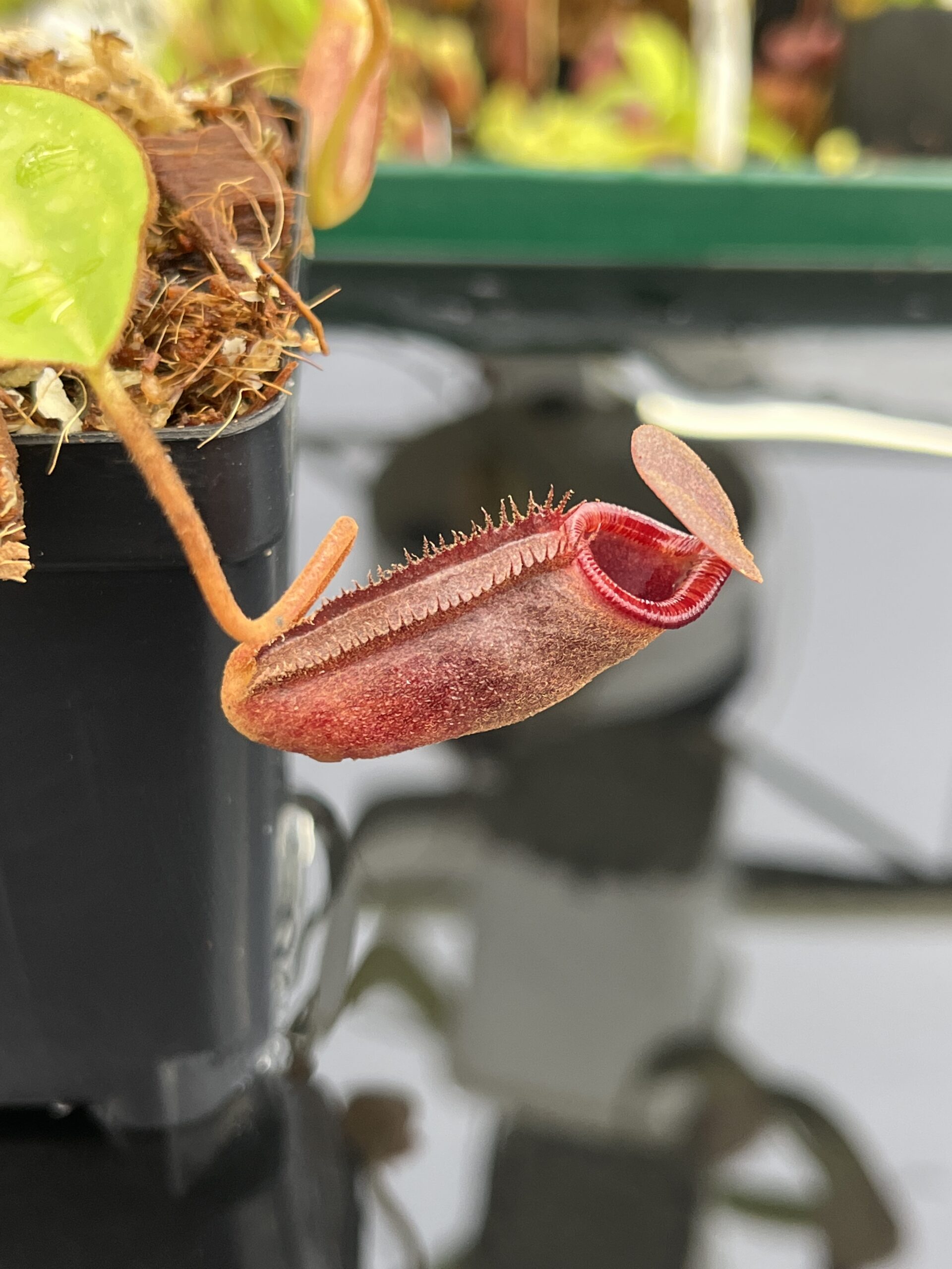 Close Up of Nepenthes rajah x lowii | Borneo Exotics | BE-4529 | H23684