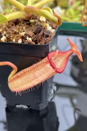 Close Up of Nepenthes robcantleyi x (burbidgeae x edwardsiana) | Borneo Exotics | BE-4023 | H23686