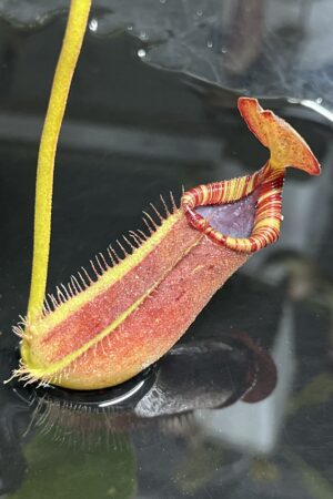 Close Up of Nepenthes robcantleyi x lowii | Andreas Wistuba | AW-(ISC) | H23303