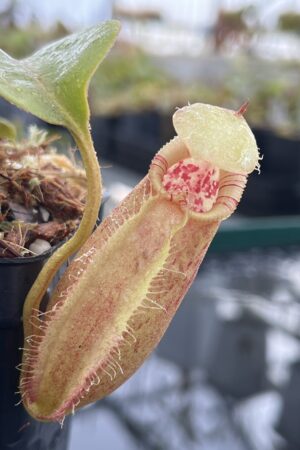 Close Up of Nepenthes robcantleyi x ovata | Borneo Exotics | BE-3996 | H23434