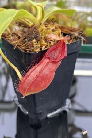 Close Up of Nepenthes robcantleyi x ovata | Borneo Exotics | BE-3996 | H23688