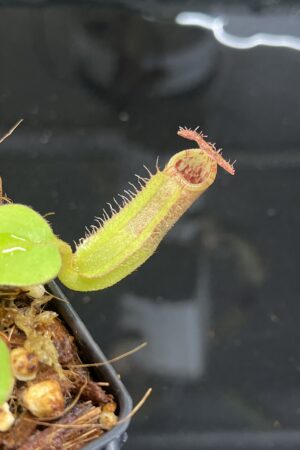 Close Up of Nepenthes robcantleyi x veitchii 'Wave' | FB | Florae | Florae Collaborative | FC-317.03 | IN23646
