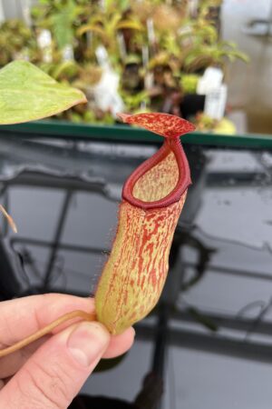 Close Up of Nepenthes sibuyanensis x klossii | Borneo Exotics | BE-4566 | IN23255