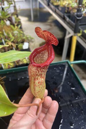 Close Up of Nepenthes sibuyanensis x klossii | Borneo Exotics | BE-4566 | IN23633