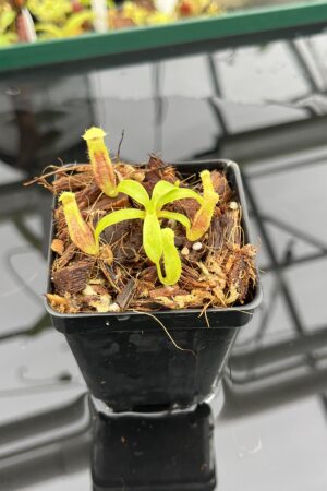 Close Up of Nepenthes singalana Belirang x villosa | JH | Jeremiah Harris | JH-353.01 | H23545