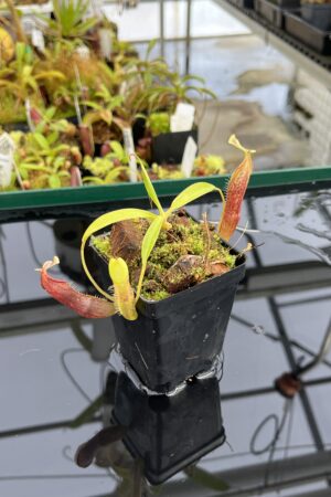 Close Up of Nepenthes singalana | Borneo Exotics | BE-3170 | H23689