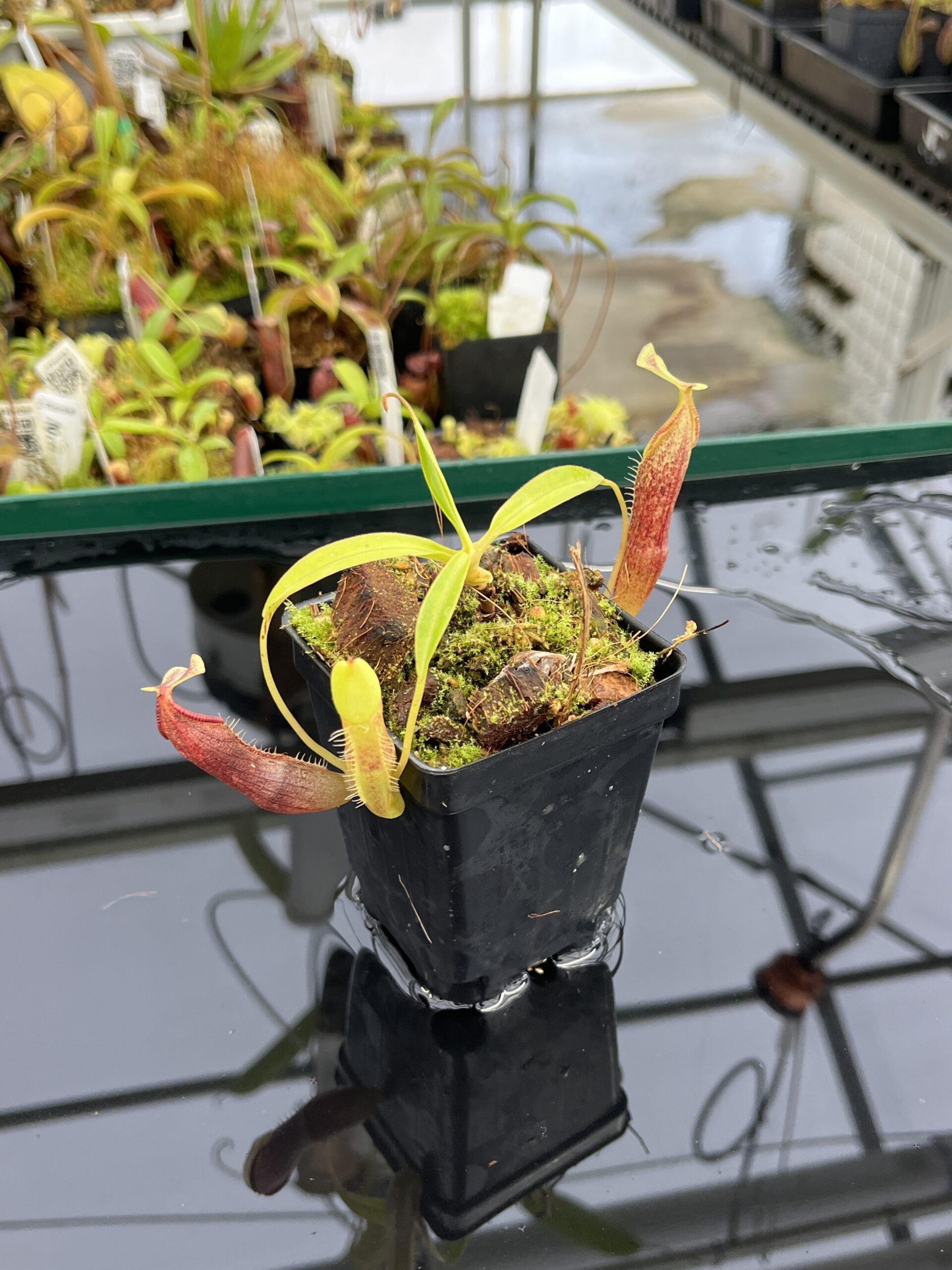 Close Up of Nepenthes singalana | Borneo Exotics | BE-3170 | H23689