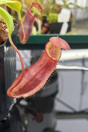 Close Up of Nepenthes singalana x (burbidgeae x edwardsiana) | Borneo Exotics | BE-4558 | H23542