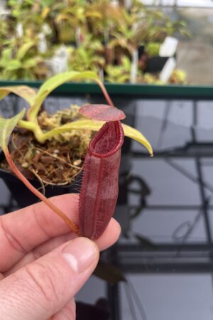Close Up of Nepenthes singalana x ephippiata | Borneo Exotics | BE-4675 | H23549