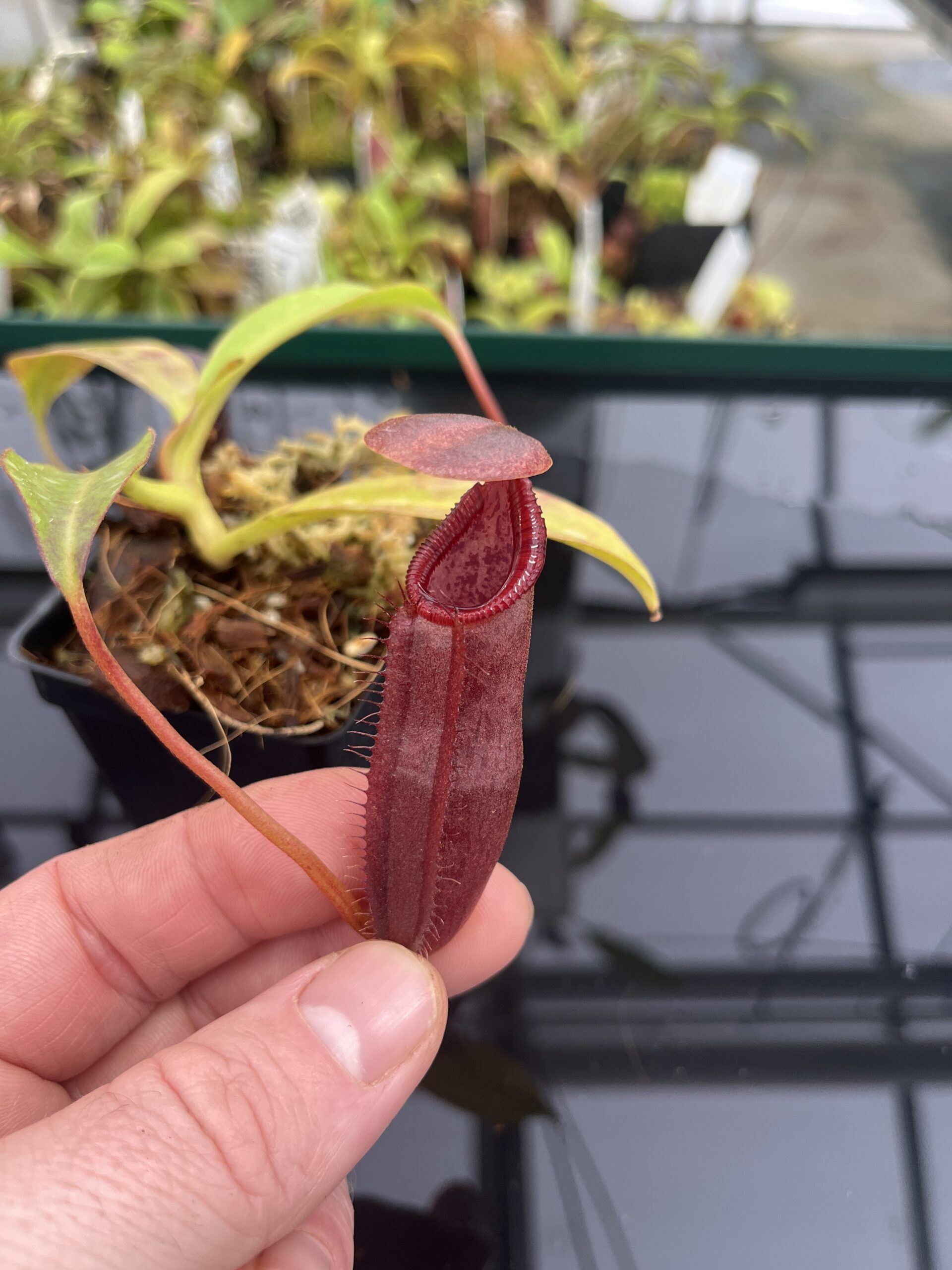 Close Up of Nepenthes singalana x ephippiata | Borneo Exotics | BE-4675 | H23549