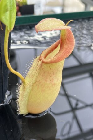 Close Up of Nepenthes spathulata x (burbidgeae x edwardsiana) | Borneo Exotics | BE-3978 | H23429