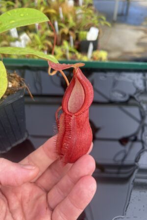 Close Up of Nepenthes spathulata x diabolica | Borneo Exotics | BE-3983 | H23661