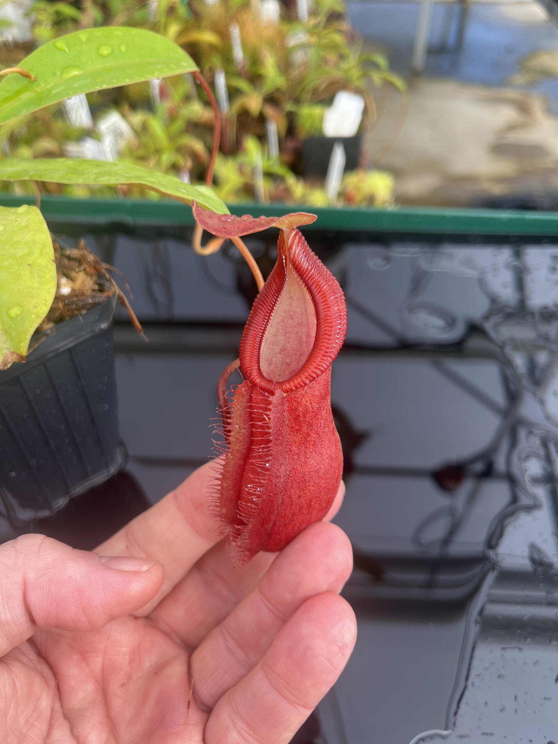 Close Up of Nepenthes spathulata x diabolica | Borneo Exotics | BE-3983 | H23661