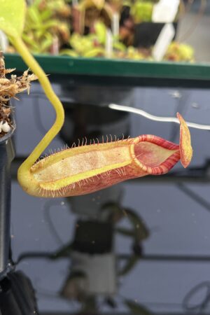 Close Up of Nepenthes spathulata x ephippiata | Borneo Exotics | BE-4642 | H23499