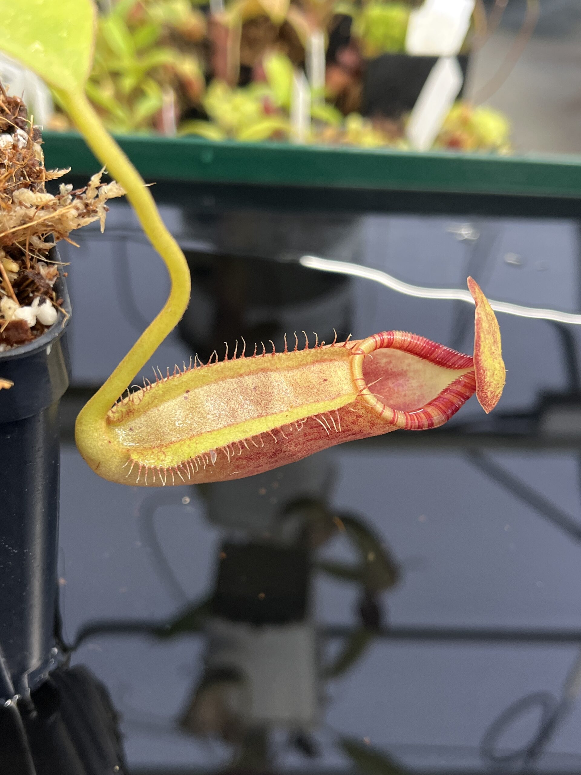 Close Up of Nepenthes spathulata x ephippiata | Borneo Exotics | BE-4642 | H23499