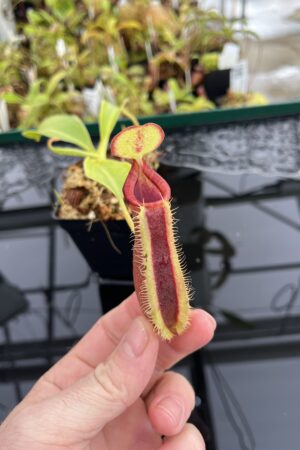 Close Up of Nepenthes spathulata x lowii | Borneo Exotics | BE-4517 | H23431