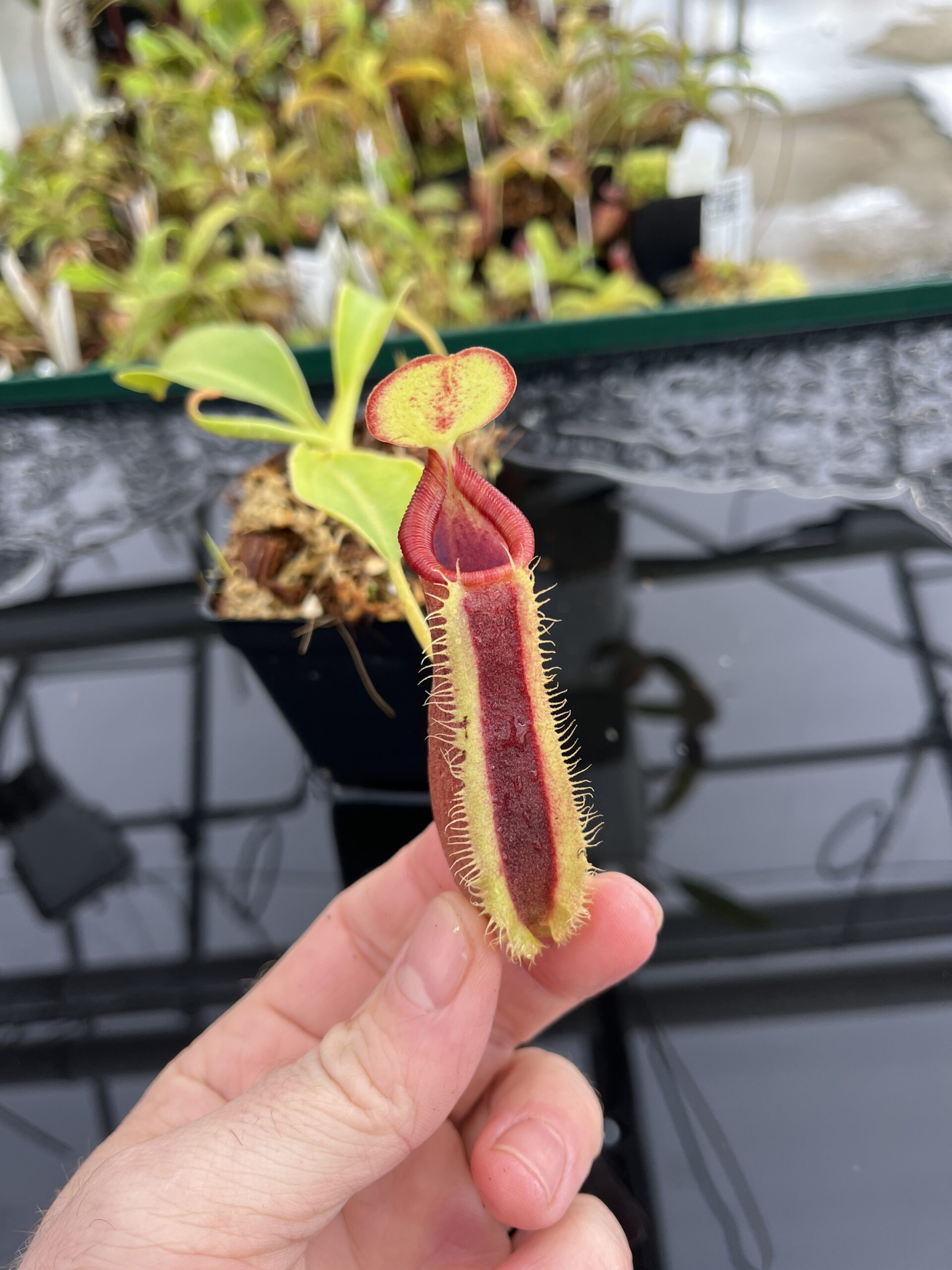 Close Up of Nepenthes spathulata x lowii | Borneo Exotics | BE-4517 | H23431