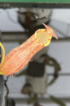 Close Up of Nepenthes spathulata x spectabilis | Borneo Exotics | BE-4528 | H23681