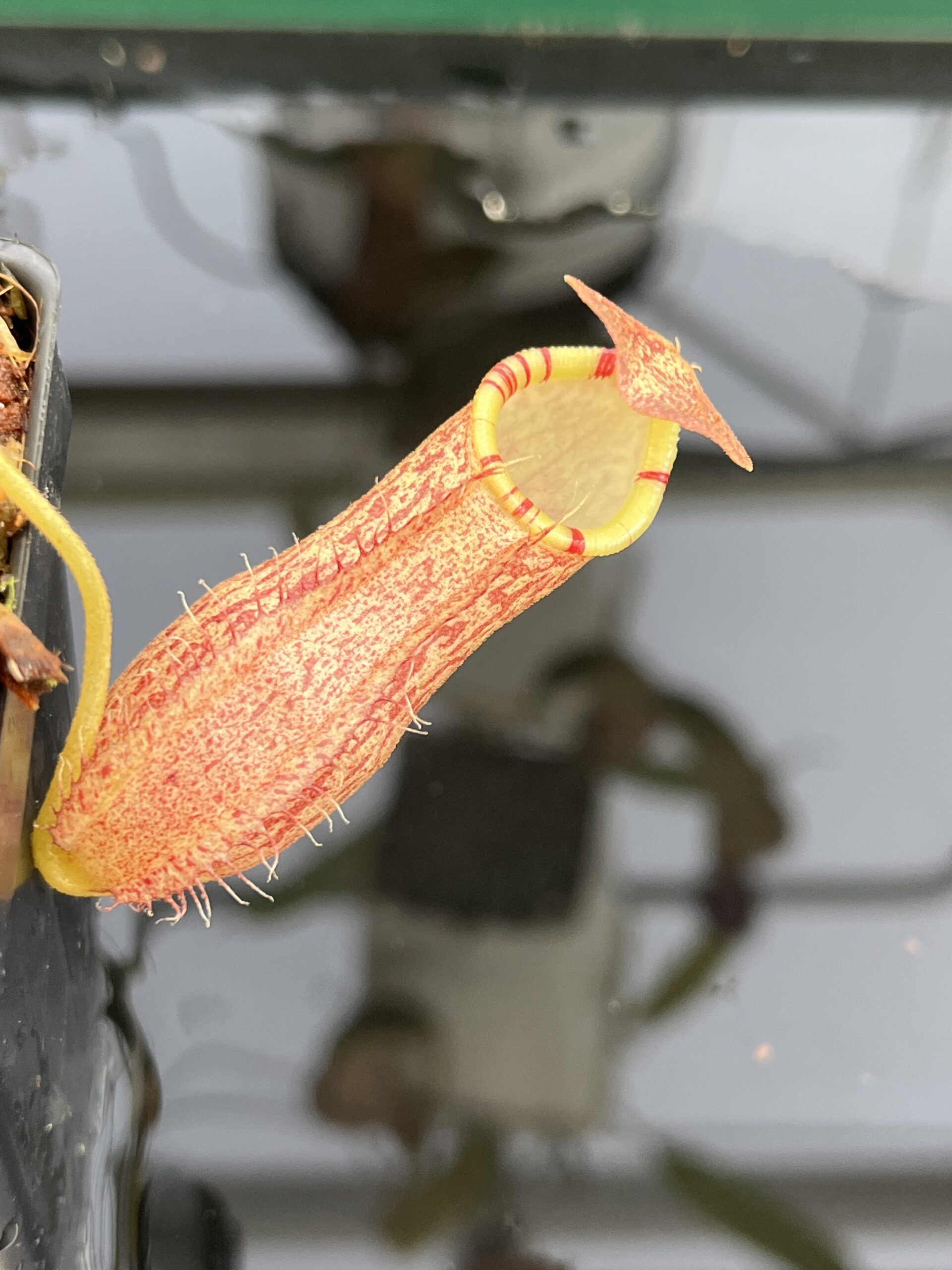 Close Up of Nepenthes spathulata x spectabilis | Borneo Exotics | BE-4528 | H23681