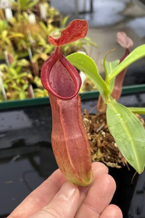 Close Up of Nepenthes spathulata x tobaica | Borneo Exotics | BE-3794 | IN23456